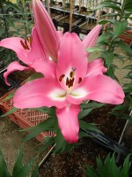 [5215 Berlingo VZ No02.JPG]